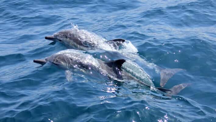 Dolphins in Gold Coast