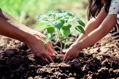 A Father and Daughter Planting a Tree