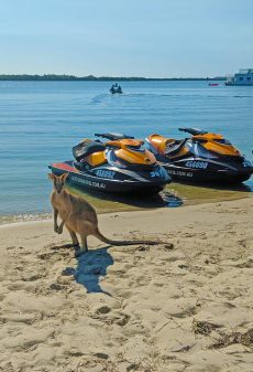 Kangaroo Standing Beside Jet Skis — Jet Ski Hire and Tours in Main Beach, QLD